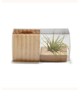 BLK21-JK-1505 - Air Plant